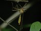 Hangingfly, Hylobittacus apicalis