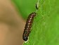 Panorpid scorpionfly larva