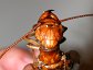 Eastern Dobsonfly (Corydalus cornutus).  Head of female.