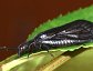 Black Alderfly, Sialis spp.