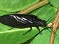 Black Alderfly, Sialis spp.