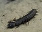 Larva of the Eastern Dobsonfly (Corydalus cornutus).  This is called a Hellgrammite.