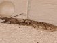 Eastern Dobsonfly (Corydalus cornutus), female.