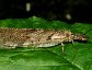 Chauliodes pectinicornis, the Summer Fishfly.