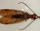 Eastern Dobsonfly (Corydalus cornutus), male.
