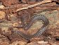 millipede