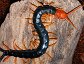 Scolopendra heros, the Giant Centipede