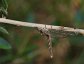 Ululodes macleayanus, Owlfly