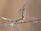 Ululodes macleayanus, Owlfly