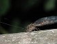 Ululodes macleayanus, Owlfly