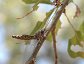 Ululodes macleayanus, Owlfly