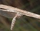 Ululodes macleayanus, Owlfly