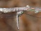 Ululodes macleayanus, Owlfly