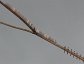 Ululodes macleayanus, Owlfly Eggs near hatching time