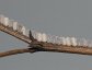 Ululodes macleayanus, Owlfly Eggs near hatching