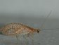 Brown Lacewing