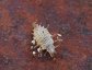 Brown Lacewing Larva with debris removed.