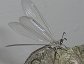 Antlion