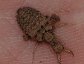 A doodlebug, a larva that is also called an antlion