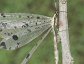 Dendroleon obsoletus, the Spotted-winged Antlion.
