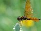 Perithemis tenera, an Eastern amberwing