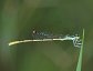 Ischnura hastata, the Citrine Forktail