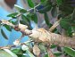 Extatasoma tiaratum, the Australian Walkingstick