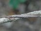 Anisomorpha buprestoides, Striped walkingstick