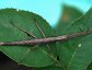 Anisomorpha buprestoides, Striped walkingstick