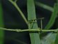 Diapheromera femorata, Northern Walkingstick