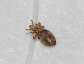 Linognathus stenopsis, the Goat louse