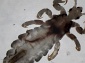 Pediculus humanus capitis, the Human head louse.