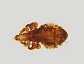 Linognathus stenopsis, the Goat louse