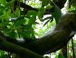 Barklouse silk covering a tree branch