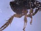 Cat flea, Ctenocephalides felis