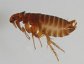 Jaggie's Famous Cat flea, Ctenocephalides felis