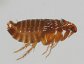 Cat flea, Ctenocephalides felis
