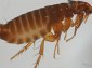 Cat flea, Ctenocephalides felis