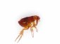Ctenocephalides felis, the Cat flea