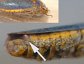 Strepsipteran parasite inside the abdomen of a leafhopper