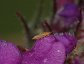 Thrips