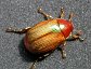 Beetles outnumber all other animal species on earth and they belong to the order Coleoptera.