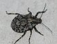 True bugs like stink bugs and their relatives belong to the order Hemiptera.