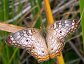 Butterflies, moths, and their caterpillars belong to the order Lepidoptera.