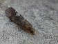 Caddisflies resemble moths but do not have "powder" on their wings. They are aquatic ad larvae and belong to the order Trichoptera.