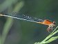 Damselflies and dragonflies belong to the order Odonata.