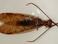 Ferocious as they look, dobsonflies are harmless. They belong to the order Megaloptera, along with alderflies.