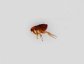 Fleas currently are believed to be a strange version of scorpionflies, but traditionally are given their own order called Siphonaptera.