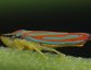 Leafhoppers, froghoppers and spittlebugs belong with scales, cicadas and aphids in the order Homoptera.