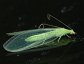 Lacewings, antlions and owlflies belong to the order Neuroptera.